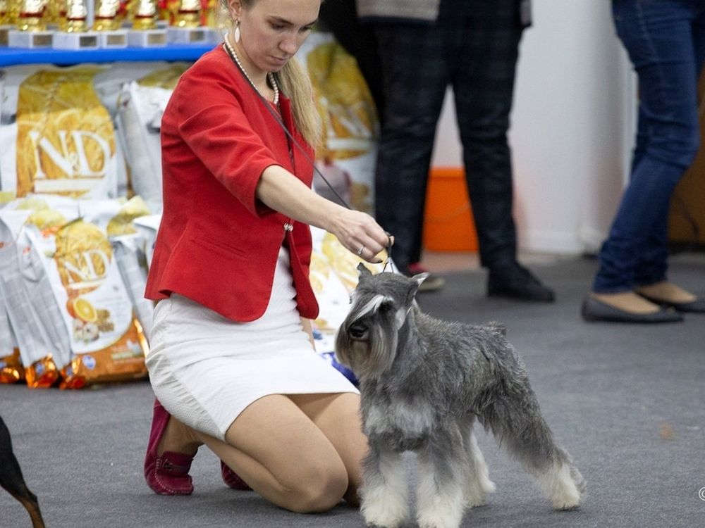 Медаль для брабансона Итальянцы оценили саровских собак на выставке