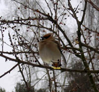 (3341) ����������