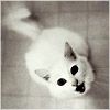 IRIN@